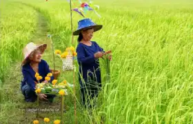 The Origin of Kati Bihu: A Tai-Kadai Festival Rooted in Rice Cultivation