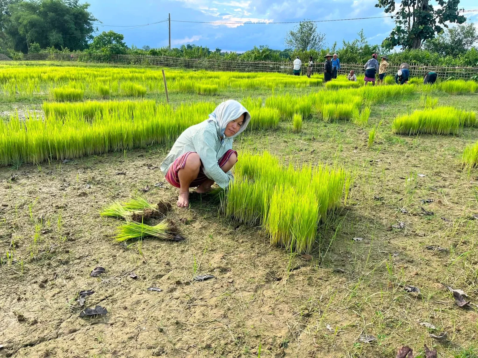 Rice Cultivation of Tai Khamyang