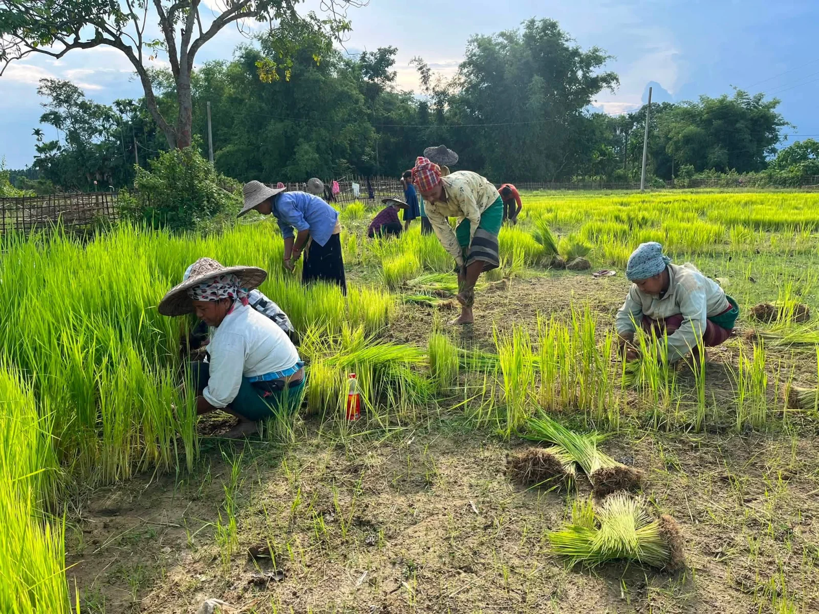 Rice Cultivation of Tai Khamyang