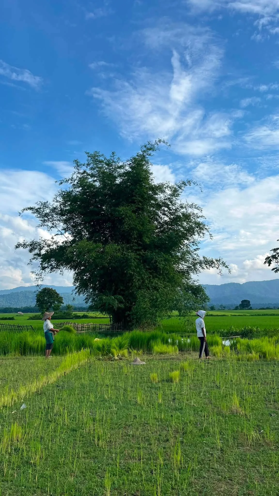 Rice Cultivation of Tai Khamyang