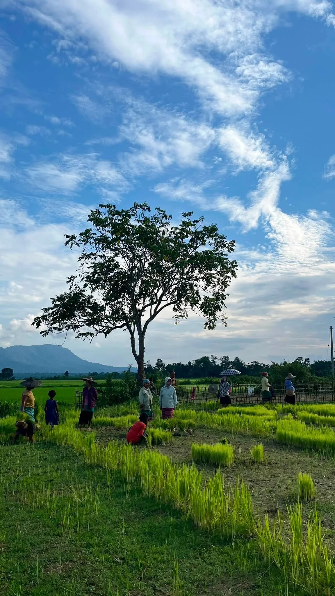 Rice Cultivation of Tai Khamyang