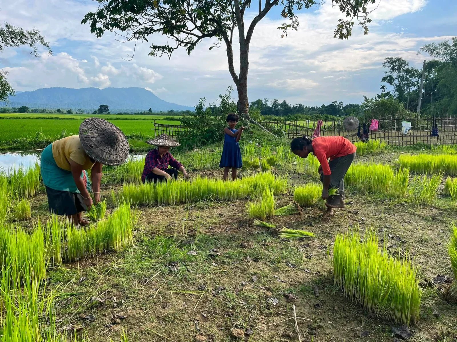 Rice Cultivation of Tai Khamyang