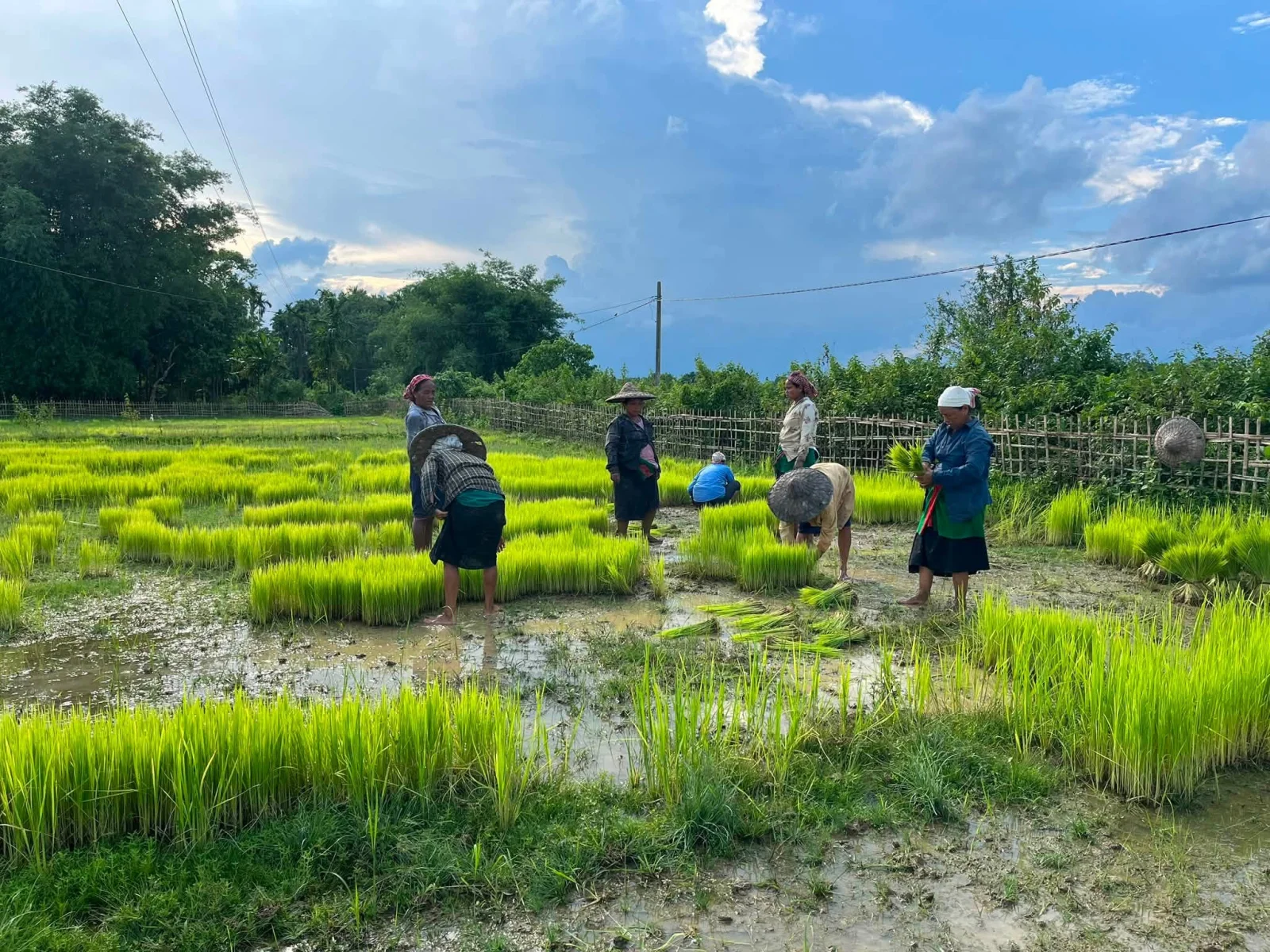 Rice Cultivation of Tai Khamyang